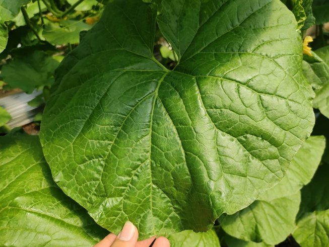 司普沃進口水(shuǐ)溶肥怎麽樣？專業(yè)技(jì)術(shù)老(lǎo)師(shī)來(lái)解答(dá)。