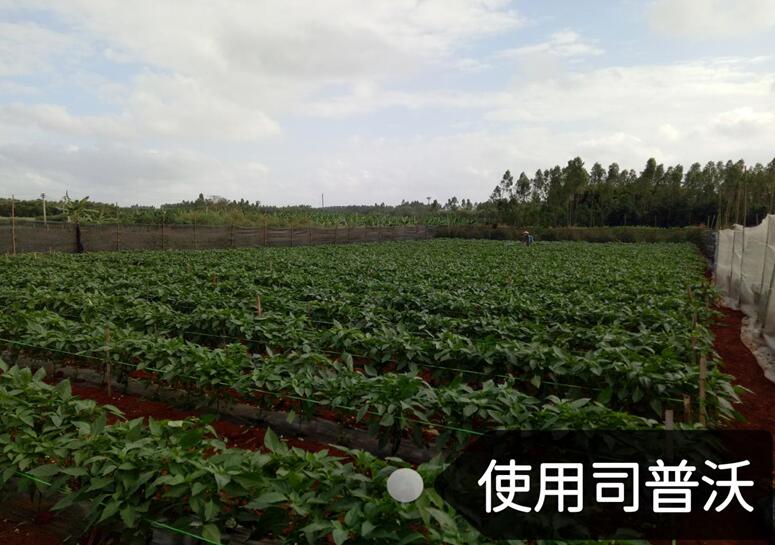 水(shuǐ)溶肥的(de)神奇奧秘，作(zuò)物(wù)黃(huáng)化(huà)也(yě)能(néng)治