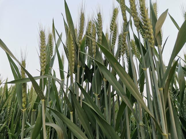 小(xiǎo)麥什(shén)麽時(shí)候打葉面肥好(hǎo)