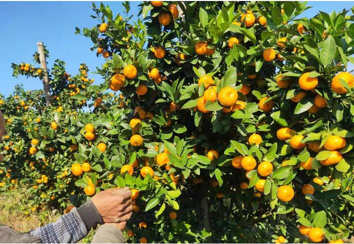 水(shuǐ)溶肥廠(chǎng)家(jiā)告訴你(nǐ)，腐植酸水(shuǐ)溶肥有(yǒu)什(shén)麽用(yòng)