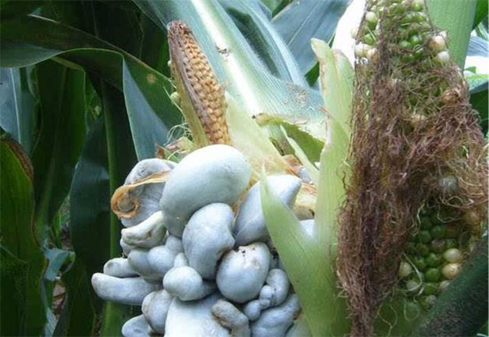 植物(wù)生(shēng)長(cháng)調節劑的(de)作(zuò)用(yòng)