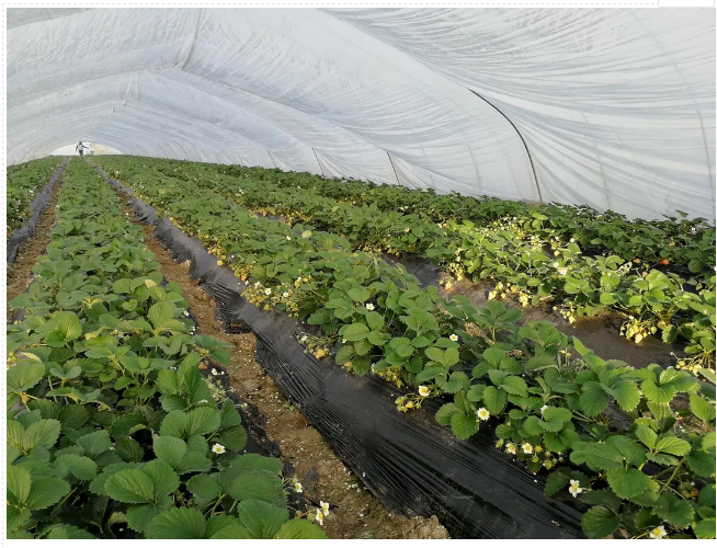 1619056254104435.png 2.png