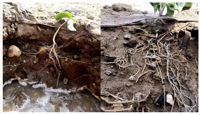 1619056302517004.png 4.png