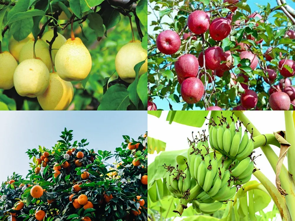 磷酸二氫鉀的(de)幾個(gè)神奇組合方案，讓你(nǐ)的(de)作(zuò)物(wù)成為(wèi)别人(rén)家(jiā)羨慕的(de)對(duì)象？