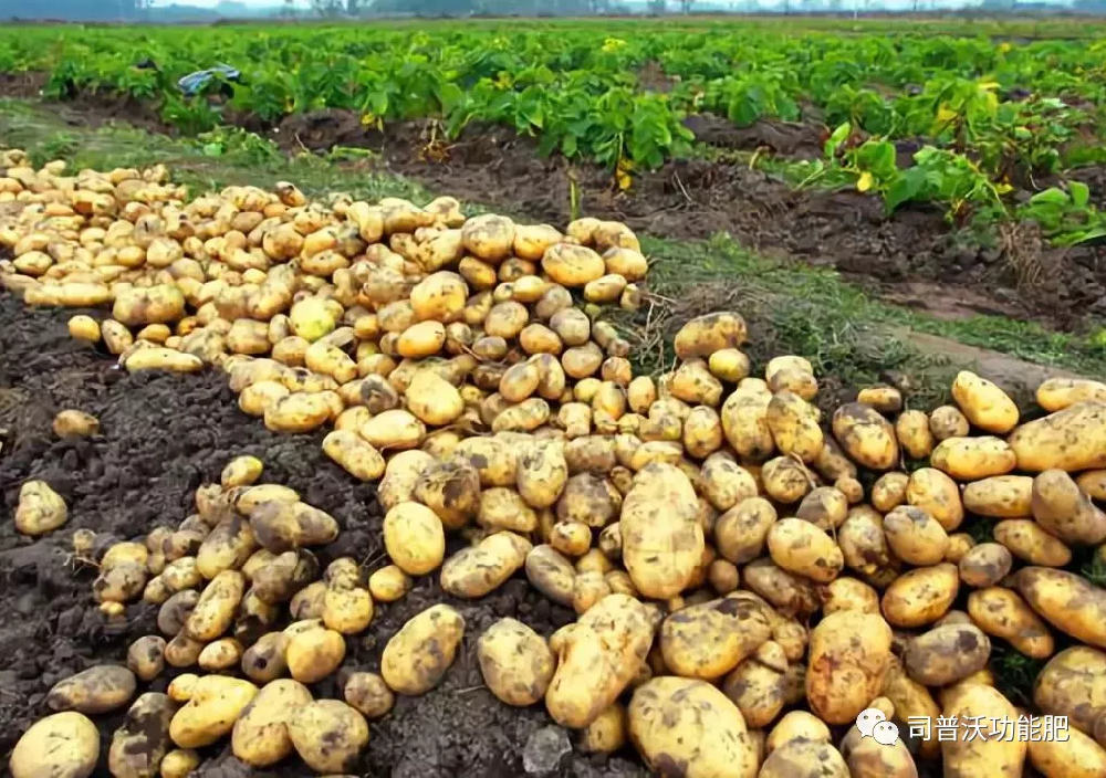 含腐殖酸的(de)水(shuǐ)溶肥料為(wèi)什(shén)麽能(néng)讓客戶贊不(bù)絕口？