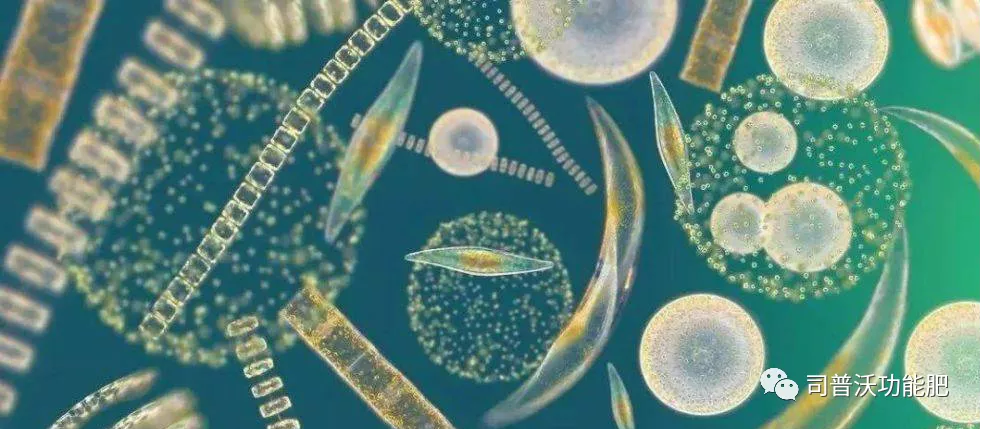 使用(yòng)菌肥時(shí)這(zhè)7點一(yī)定得(de)注意