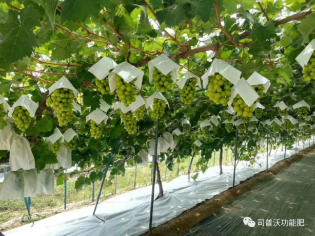 解密磷酸二氫鉀作(zuò)用(yòng)技(jì)巧，有(yǒu)些(xiē)技(jì)巧你(nǐ)還(hái)真的(de)不(bù)知(zhī)道(dào)