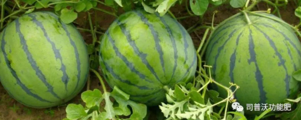 西(xī)瓜苗期6大(dà)殺手該如(rú)何防治？一(yī)定不(bù)要(yào)忽略這(zhè)些(xiē)病害