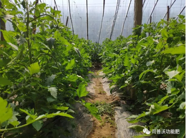 快(kuài)扔掉控旺藥吧(ba)！“它”能(néng)起到(dào)控旺的(de)作(zuò)用(yòng)，不(bù)僅效果顯著，也(yě)沒有(yǒu)肥害！