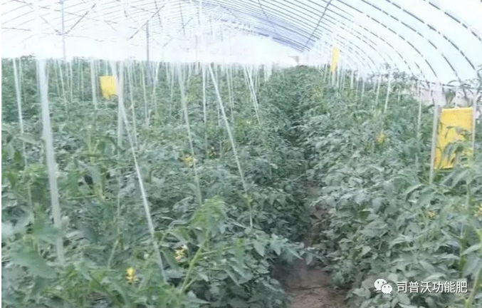 番茄卷葉不(bù)隻是(shì)因為(wèi)高(gāo)溫和(hé)輪作(zuò)那(nà)麽簡單，葉片“向上(shàng)卷”和(hé)“向下(xià)卷”也(yě)不(bù)一(yī)樣！