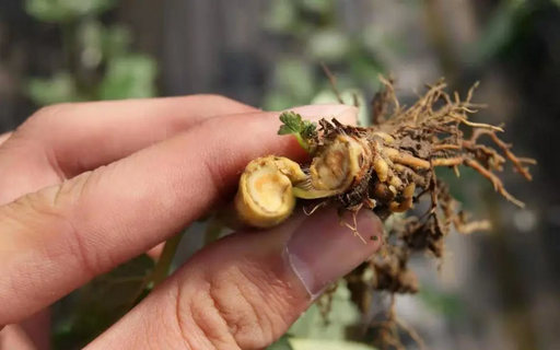 葡萄根腐病怎麽辦？别擔心，司普沃赫蔓微(wēi)生(shēng)物(wù)菌劑能(néng)有(yǒu)效解決！