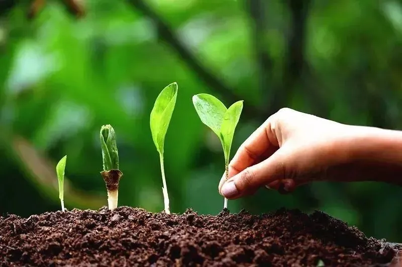 為(wèi)什(shén)麽你(nǐ)用(yòng)了(le)腐植酸會(huì)感覺沒效果？腐植酸如(rú)何正确使用(yòng)，很(hěn)多(duō)人(rén)不(bù)知(zhī)道(dào)