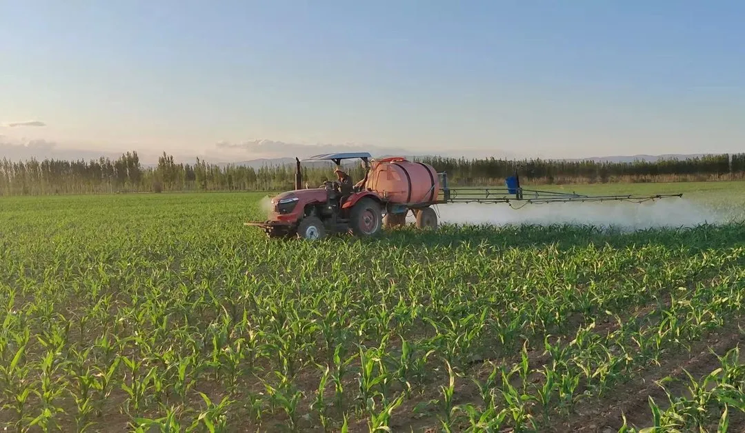 如(rú)何防止玉米倒伏？做(zuò)好(hǎo)這(zhè)三點*關鍵！！！