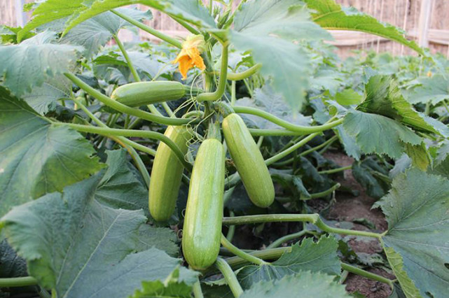 西(xī)葫蘆死苗，不(bù)知(zhī)道(dào)是(shì)什(shén)麽原因，司普沃來(lái)幫您！