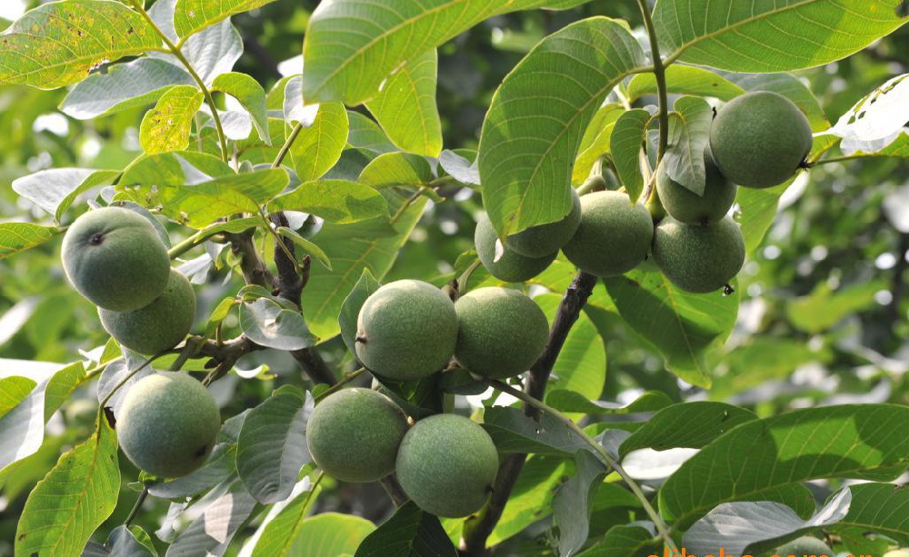 核桃早期落果，降低(dī)收益，怎麽辦？