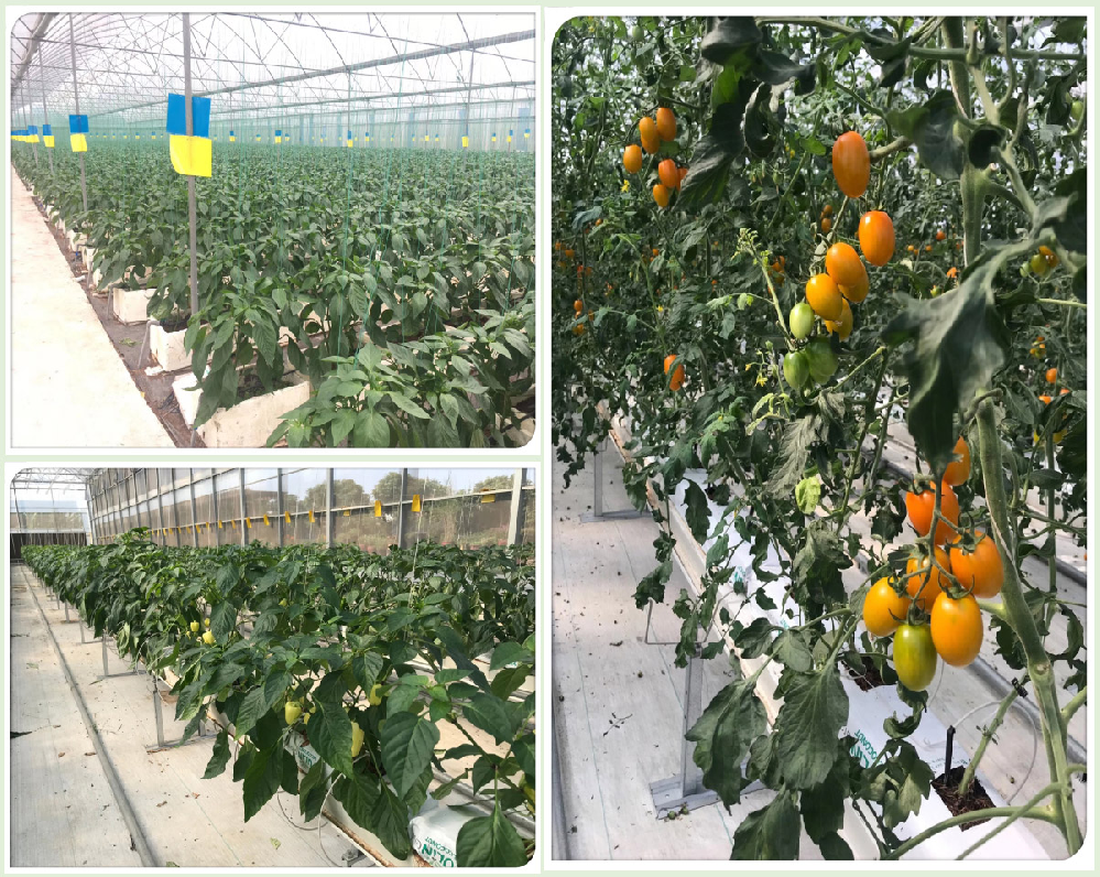 番茄早疫病害怎麽辦！原來(lái)是(shì)這(zhè)個(gè)原因