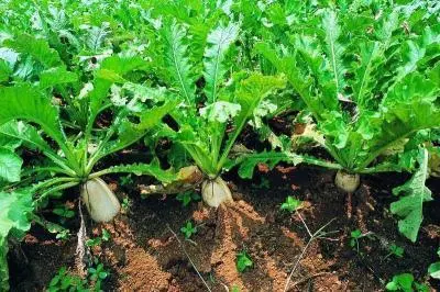 白(bái)蘿蔔種植技(jì)術(shù)與管理(lǐ)方案
