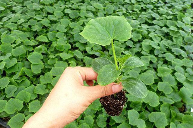 越夏黃(huáng)瓜旺長(cháng)徒長(cháng)怎麽辦?司普沃教您一(yī)招有(yǒu)效解決。