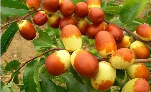 棗樹(shù)出現(xiàn)裂果，是(shì)什(shén)麽原因，來(lái)聽(tīng)聽(tīng)司普沃是(shì)怎樣說(shuō)的(de)