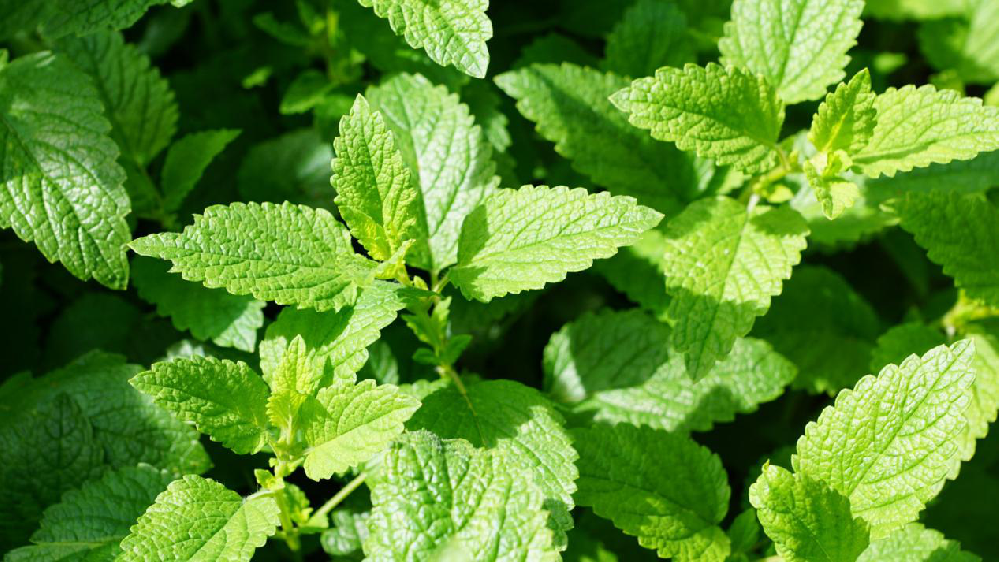 薄荷該怎樣提高(gāo)産量，司普沃來(lái)為(wèi)大(dà)家(jiā)科(kē)普高(gāo)産種植技(jì)術(shù)