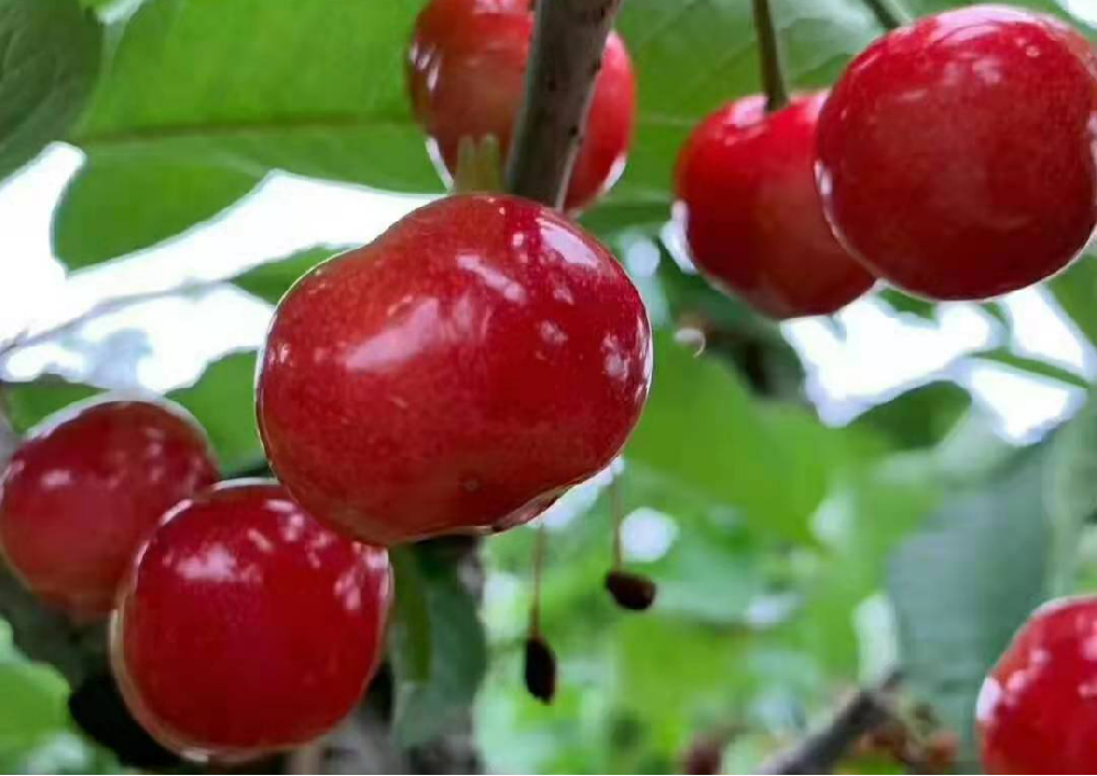 大(dà)櫻桃采收後如(rú)何管理(lǐ)，來(lái)看(kàn)看(kàn)司普沃的(de)這(zhè)篇文(wén)章(zhāng)