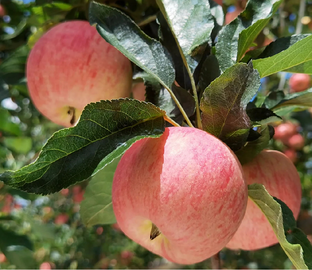 蘋果進入二次膨大(dà)期，不(bù)知(zhī)道(dào)該怎樣施肥，司普沃來(lái)幫助大(dà)家(jiā)