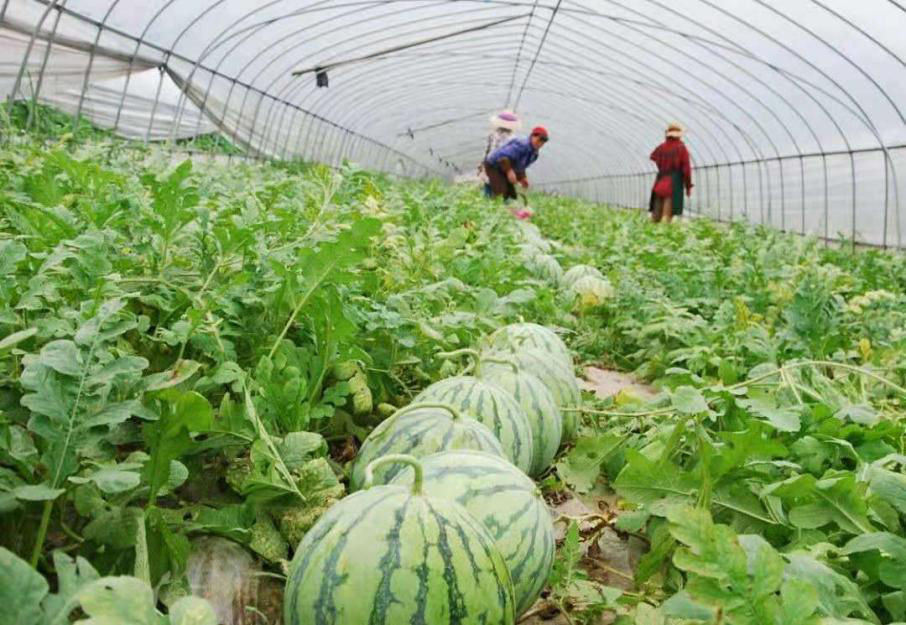 要(yào)想提高(gāo)嫁接西(xī)瓜品質，得(de)知(zhī)道(dào)這(zhè)個(gè)關鍵技(jì)術(shù)