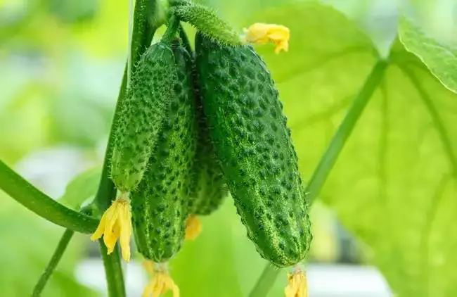 黃(huáng)瓜長(cháng)勢不(bù)齊，司普沃教您怎樣才能(néng)使黃(huáng)瓜苗齊苗壯