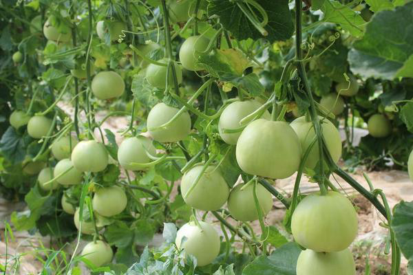 拱棚甜瓜下(xià)部葉片發黃(huáng)，咋回事(shì)？來(lái)看(kàn)看(kàn)司普沃是(shì)怎麽說(shuō)的(de)