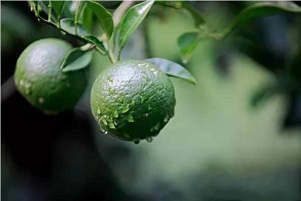 柑橘果實偏小(xiǎo)，不(bù)知(zhī)道(dào)如(rú)何選肥料，來(lái)看(kàn)司普沃這(zhè)篇文(wén)章(zhāng)