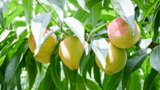 果實膨大(dà)期，遇持續降雨(yǔ)，怎麽辦？司普沃來(lái)幫您