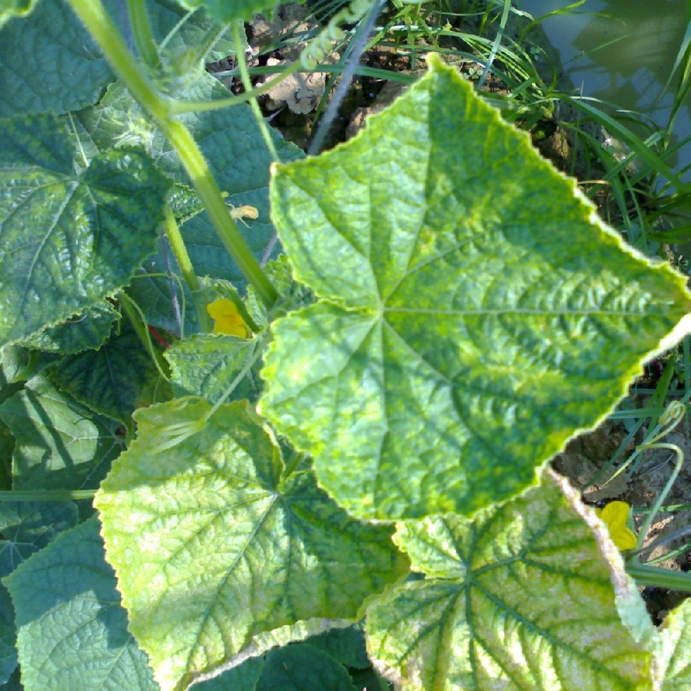 黃(huáng)瓜出現(xiàn)黃(huáng)葉，找不(bù)到(dào)病因，司普沃教您從(cóng)這(zhè)3方面查找