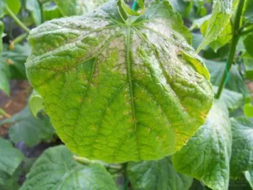 出現(xiàn)肥害的(de)原因有(yǒu)很(hěn)多(duō)，應該怎樣解決呢(ne)？速看(kàn)司普沃這(zhè)篇文(wén)章(zhāng)！