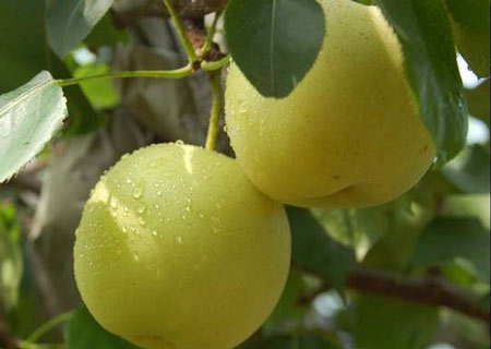 砀山(shān)酥梨糠化(huà)了(le)，快(kuài)與司普沃一(yī)起探究原因和(hé)解決方案吧(ba)！