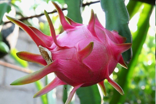 暴雨(yǔ)之後，火(huǒ)龍果園被淹！司普沃幫您進行(xíng)災後補救