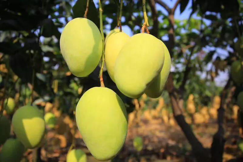 芒果落果嚴重，卻又(yòu)得(de)不(bù)到(dào)解決？司普沃來(lái)幫忙