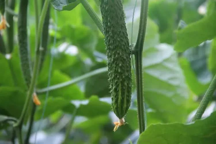 棚室黃(huáng)瓜出現(xiàn)徒長(cháng)的(de)原因是(shì)什(shén)麽？該如(rú)何控制(zhì)？速看(kàn)司普沃這(zhè)篇文(wén)章(zhāng)