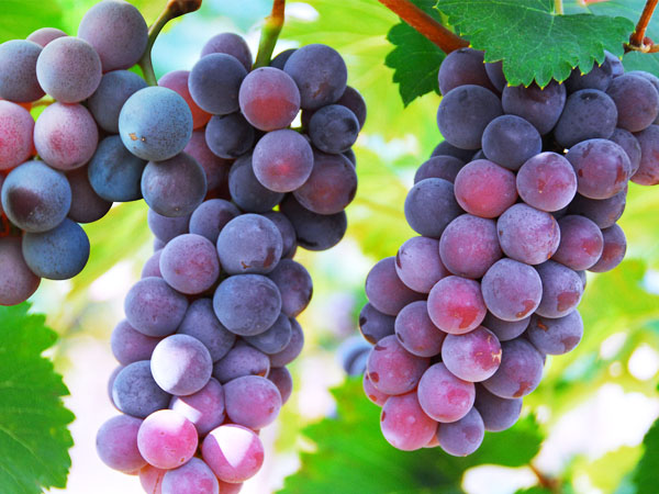 葡萄轉色期，突遇到(dào)返青怎麽辦？司普沃幫您有(yǒu)效解決