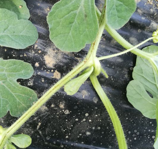 西(xī)瓜出現(xiàn)裂蔓，司普沃教您如(rú)何有(yǒu)效解決