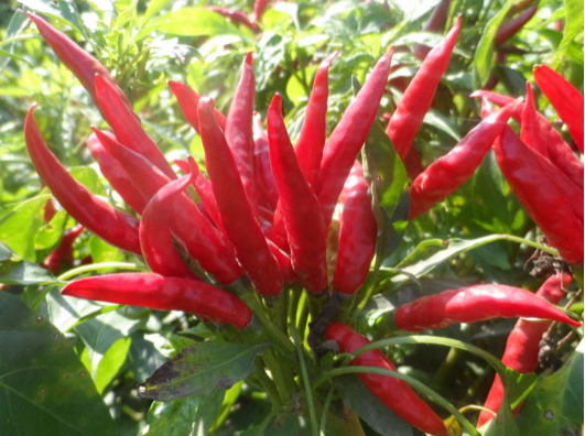 小(xiǎo)米辣出現(xiàn)爛果，施藥後治标未治本，司普沃教您如(rú)何有(yǒu)效解決