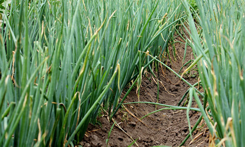 大(dà)蔥幹尖黃(huáng)葉，司普沃帶您了(le)解原因及其防治措施！