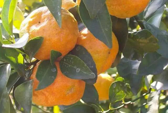 柑橘出現(xiàn)浮皮果，怎麽辦？司普沃來(lái)幫您！