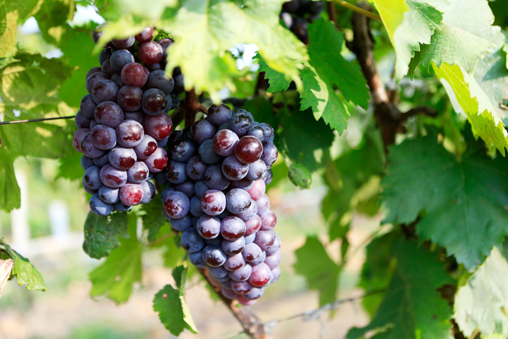 如(rú)何促進葡萄著(zhe)色，司普沃教您幾招，速看(kàn)！