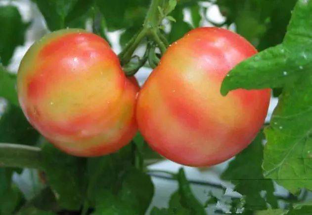 注意！秋茬西(xī)紅(hóng)柿轉色不(bù)好(hǎo)，啥原因？速看(kàn)司普沃這(zhè)篇文(wén)章(zhāng)