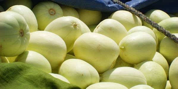 甜瓜出現(xiàn)早衰，司普沃告訴您早衰原因和(hé)防治措施，速看(kàn)！