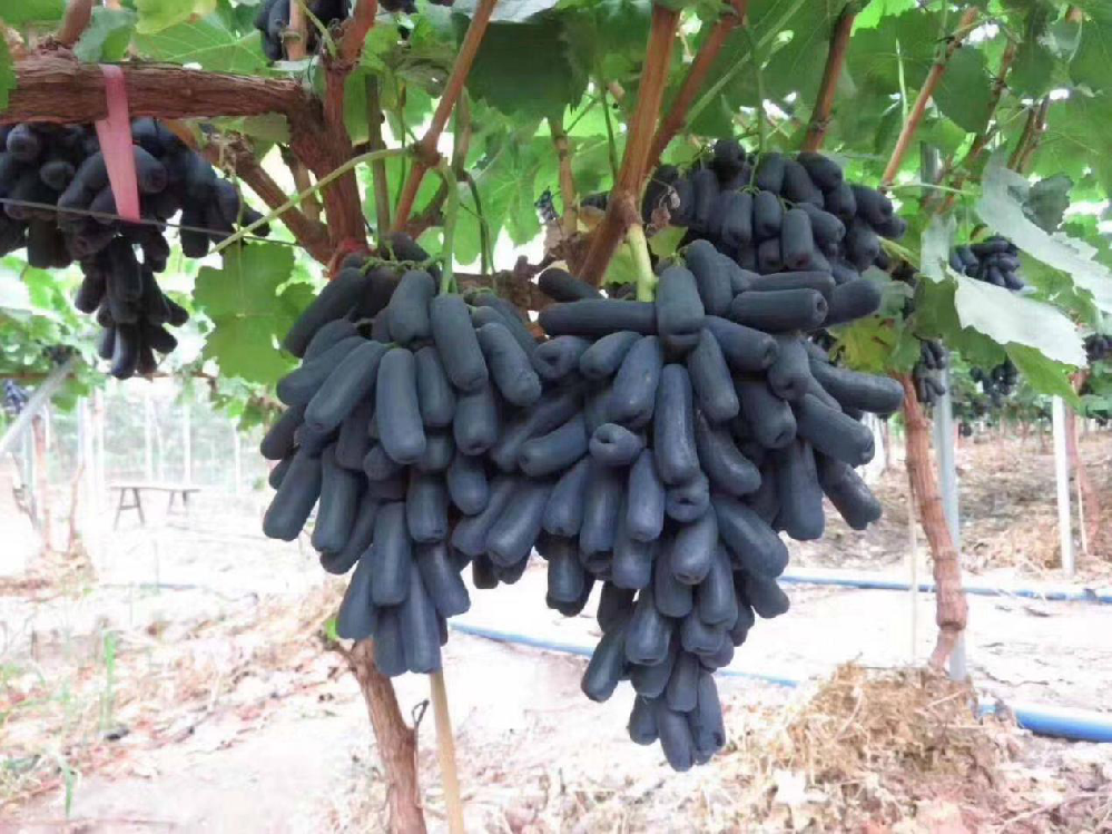 種植藍(lán)寶石葡萄，怎麽使其高(gāo)産呢(ne)？速看(kàn)司普沃這(zhè)篇文(wén)章(zhāng)