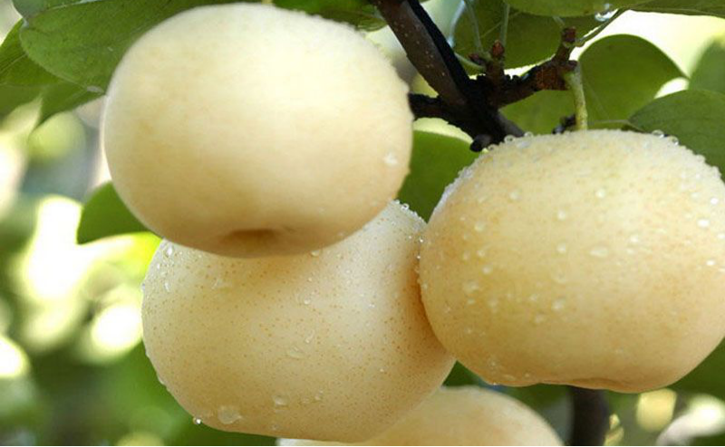 黃(huáng)冠梨秋季如(rú)何管理(lǐ)？快(kuài)與司普沃一(yī)起來(lái)看(kàn)看(kàn)！