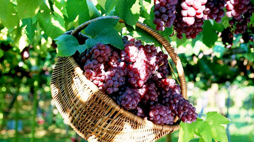 葡萄出現(xiàn)軟果？不(bù)知(zhī)道(dào)原因？快(kuài)與司普沃一(yī)起來(lái)尋找答(dá)案吧(ba)