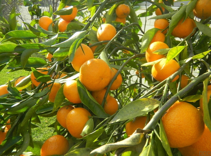 柑橘采前落果？是(shì)何原因？與司普沃一(yī)起來(lái)探究探究