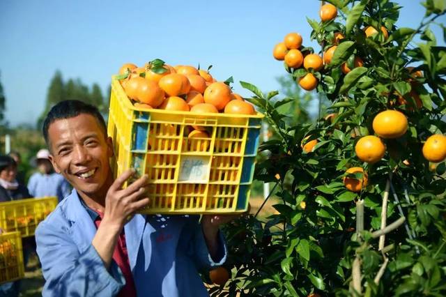 司普沃淺談沃柑種植技(jì)術(shù)與管理(lǐ)